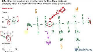 Drawing and Naming a Peptide [upl. by Tyrus]