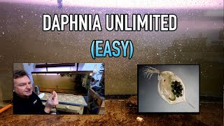 How I Raise Daphnia Water Fleas And You Can Too [upl. by Nanji373]