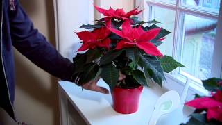 Poinsettia Care Guide [upl. by Arnuad]