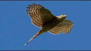 Sparrowhawk Bird Call Bird Song [upl. by Ecnaiva]