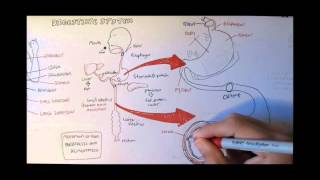 Digestive System Anatomy [upl. by Joel784]