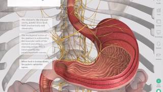 The GastroIntestinal Tract  Complete Anatomy [upl. by Dorene]