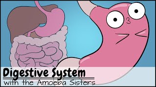 Digestive System [upl. by Akcirederf]