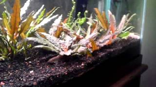 How to Propagate Cryptocoryne Wendtii [upl. by Erma975]