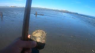 Raking Cockles in Grays Harbor Washington State [upl. by Lotti]