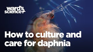 Caring and Culturing for Daphnia [upl. by Tara]