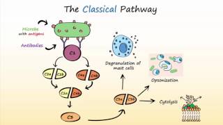 Complement System Part 2  Activation of the Complement System [upl. by Sexela329]