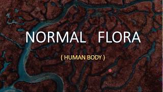 NORMAL FLORA Human Body [upl. by Hsetih]