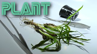 Cryptocoryne Costata [upl. by Nett]