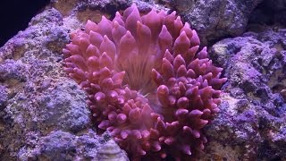 Red Sea Reefer pt16 Adding Anemone [upl. by Moss211]