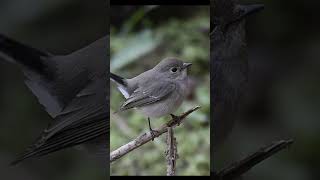 Taiga Flycatcher  Little Cute bird [upl. by Gasper296]