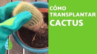 Cómo TRASPLANTAR un CACTUS y Cuándo hacerlo [upl. by Eidoow136]