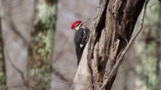 Pileated Woodpecker Drumming [upl. by Tareyn483]