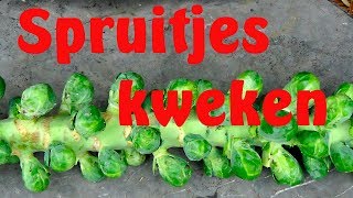 Spruitjes kweken [upl. by Diarmid]