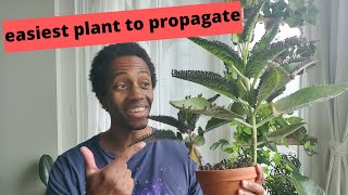 Plant of Life Propagation  bryophyllum pinnatum  kalanchoe pinnata  soil vs LECA [upl. by Rakia]