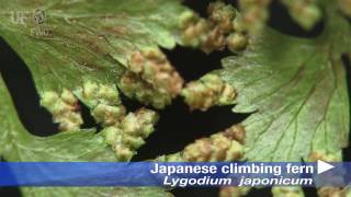 Japanese climbing fern Lygodium japonicum [upl. by Rosa706]