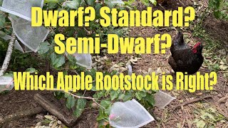 Pick the Right Apple Rootstock for Your Garden [upl. by Neryt]