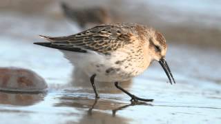 BTO Bird ID  Knot and Dunlin [upl. by Hteboj]