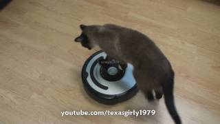 Cat shows HOW TO use iRobot Roomba Vacuum [upl. by Yvonne112]