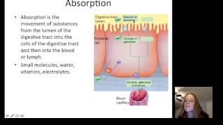 Lecture21 Digestion [upl. by Euphemia134]