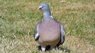 Bird Facts The Common Wood Pigeon [upl. by Barthelemy892]