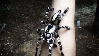 Tarantula Jumps from Arm Poecilotheria regalis [upl. by Ameehs]