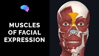 Muscles of Facial Expression 3D Anatomy Tutorial  UKMLA  CPSA  PLAB 2 [upl. by Dreher]