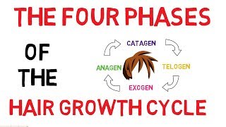 Understanding The Hair Growth Cycle  Adam Explains [upl. by Navets]