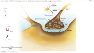 SNARE Proteins [upl. by Inat834]