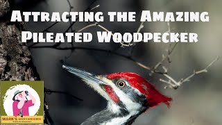 How To Draw A Woodpecker Bird [upl. by Tiffa]