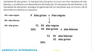 Resolviendo problemas de genética [upl. by Rodama]