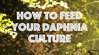 How To Feed Your Daphnia Culture [upl. by Rector]