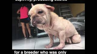 EXPOSING CRUELTY IN PUPPY MILLS  Severely Neglected ExBreeding French Bulldog [upl. by Ilene]