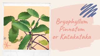 Bryophyllum Pinnatum or Katakataka Health Benefits  Uses  Propagation [upl. by Mirak]