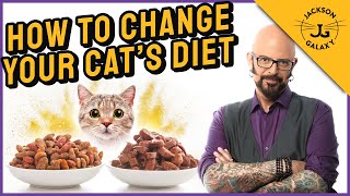 How to Transition Your Cats to a Different Diet [upl. by Survance769]