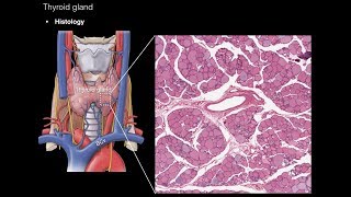 Thyroid and Parathyroid Glands [upl. by Eeclehc]