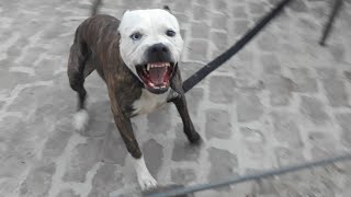 Pitbull Attack aggresive pitbull terrier Tiger [upl. by Dygal972]