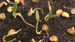 Time Lapse Chilli seeds germinating [upl. by Bourne930]