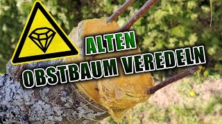 Alten Obstbaum veredeln  Apfelbaum pfropfen [upl. by Rochella211]