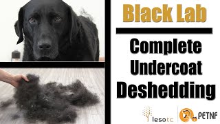 Black Lab  Full Undercoat Deshedding Tutorial [upl. by Ahsinat25]