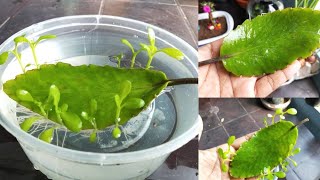 Bryophyllum pinnatum plant  ranakalli  single leaf propagation  katti pottal kutti podum plant [upl. by Dirfliw]