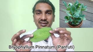 Planting Bryophyllum Pinnatum  Medicine for Kidney Stone Diabetes Asthama Bronchitis [upl. by Laehpar]