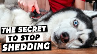 How To Stop Dog Shedding Easy Tricks from A Vet [upl. by Achorn521]