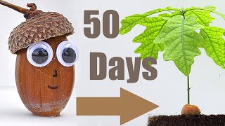 🌳Oak Tree from 🌰Acorn 50 Days TimeLapse [upl. by Leahkim]