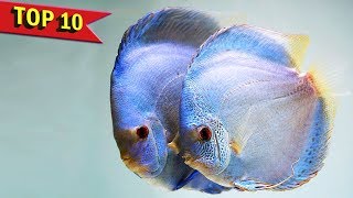 Top 10 ways to identify the gender of Discus Fish [upl. by Lula]