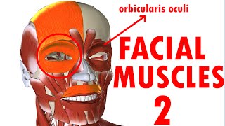 Muscles Of Facial Expression  Face Anatomy part 2 [upl. by Ahsieit]