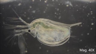 Daphnia magna under the Microscope [upl. by Ulick]