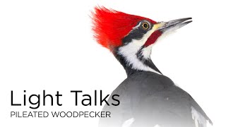 Light Talks Pileated Woodpecker [upl. by Petronilla]