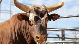 PBR Legend Bushwacker [upl. by Chelsie491]