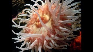 Facts The Sea Anemone [upl. by Alarick]